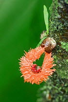 Laternea pusilla (Laternea pusilla) fungus, Costa Rica.