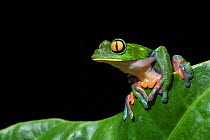Blue-sided leaf frog (agalychnis annae), Costa Rica.