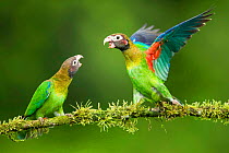 Two Brown-hooded parrots (Pyrilia haematotis) interacting, Costa Rica.