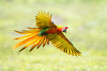 Wild Buffon's macaw x Scarlet macaw (Ara ambiguus x Ara macao) hybrid, Costa Rica.