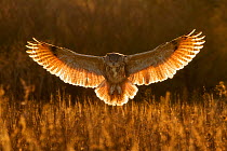 Eagle owl (Bubo bubo) hunting, UK. Captive.