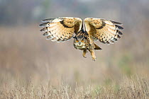 Eagle owl (Bubo bubo) hunting, UK. Captive.