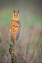 Long eared owl (Asio otus) UK. Captive.