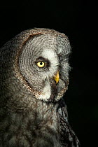 Great grey owl (Strix nebulas) head portrait with black background, UK. Captive.