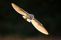 Barn owl (Tyto alba) in flight, hunting, Hampshire, England, UK. Captive.