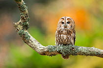 Tawny owl (Strix aluco) perched on branch, UK. Captive.