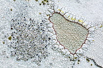 Lecanora rupicola (Lecanora rupicola) lichen on gravestone, Unst, Shetland Islands, Scotland, August.