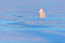 Snowy owl (Bubo scandiacus), Ontario, Canada, January.