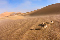 Peringuey's desert adder (Bitis peringueyi) on desert sand,  Namibia