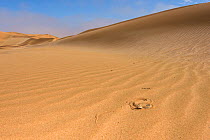 Peringuey's adder (Bitis peringueyi) camouflaged in sand, Namib desert, Namibia