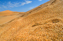 Peringuey's adder (Bitis peringueyi) camouflaged in sand, Namib desert, Namibia