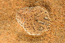 Peringuey's adder (Bitis peringueyi) emerging from desert sand, Namib Desert, Namibia.