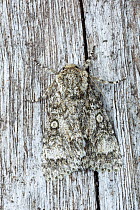 RF - Poplar grey moth (Subacronicta megacephala)  camouflaged on wood, Catbrook Monmouthshire, June. Focus-stacked image. (This image may be licensed either as rights managed or royalty free.)