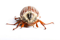 RF - Common cockchafer, or Maybug (Melolontha melolontha) on white background  .  Monmouthshire, Wales, UK, May. (This image may be licensed either as rights managed or royalty free.)