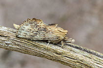 RF - Pale prominent moth (Pterostoma palpina)  camouflaged on a plant stem, Catbrook, Monmouthshire, Wales, UK. May. Focus-stacked image. (This image may be licensed either as rights managed or royalt...