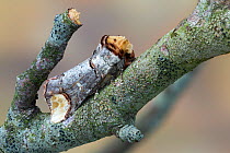 RF - Buff-tip moth (Phalera bucephala)  camouflaged as a snapped twig, Monmouthshire, May. Focus-stacked image. (This image may be licensed either as rights managed or royalty free.)