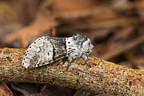 Poplar kitten moth (Furcula bifida)  Catbrook, Monmouthshire, Wales, UK, May. Focus-stacked image.
