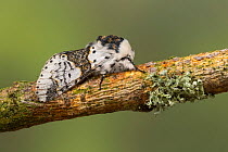 Alder kitten moth (Furcula bicuspis)  Catbrook, Monmouthshire, Wales, UK, May. Focus-stacked image.