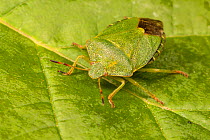 Green shield bug (Palomena prasina)  Catbrook, Monmouthshire, Wales, UK, May