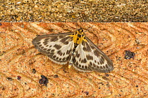 Small magpie moth (Anania hortulata)  resting on brick, Catbrook, Monmouthshire, May. Focus-stacked image.