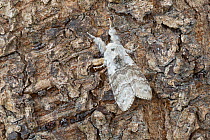 Pale tussock moth (Calliteara pudibunda)  Catbrook, Monmouthshire, Wales, UK, May. Focus-stacked image.
