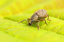 Clay-coloured weevil (Otiorhynchus singularis)  Catbrook, Monmouthshire, Wales, UK, May. Focus-stacked image