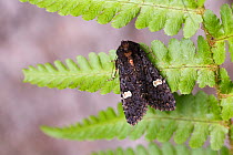 Dot moth (Melanchra persicariae)  Catbrook, Monmouthshire, June.