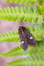 Dot moth (Melanchra persicariae)  Catbrook, Monmouthshire, June.   Focus-stacked image.