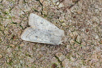 Powdered quaker moth (Orthosia gracilis)  Catbrook, Monmouthshire, Wales, UK, April. Focus-stacked image.