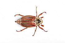Common Cockchafer, or Maybug (Melolontha melolontha) on white background  Monmouthshire, Wales, UK, April. Focus-stacked image.