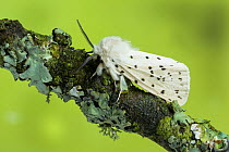 White ermine moth (Spilosoma lubricipeda)  Monmouthshire, Wales, UK, May. Focus-stacked image.