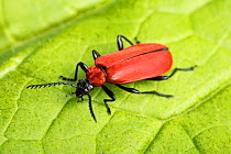 Black-headed cardinal beetle (Pyrochroa coccinea)  Monmouthshire, Wales, UK, May.