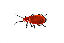 Red-headed or Common cardinal beetle (Pyrochroa serraticornis) on white background  Catbrook, Monmouthshire, May.