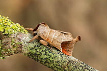 Chocolate tip moth (Clostera curtula)  Catbrook, Monmouthshire, Wales, UK. May.