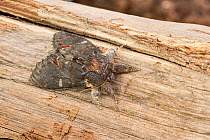 Iron prominent moth (Notodonta dromedarius)  Catbrook, Monmouthshire, Wales, UK, May. Focus-stacked image.
