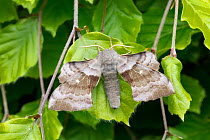Poplar hawk-moth (Laothoe populi)  Catbrook, Monmouthshire, Wales, UK. May.
