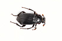 Black burying beetle (Nicrophorus humator) on white background  Catbrook, Monmouthshire, Wales, UK, May.