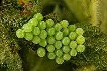 Eggs of Green shieldbug (Palomena prasina)  on umbellifer leaf, Catbrook, Monmouthshire, Wales, UK, May. Focus-stacked image.