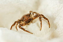 Small crab spider (Ozyptila sanctuaria)  female, Catbrook, Monmouthshire, Wales, UK. April.