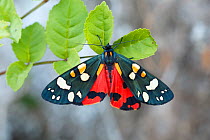 Scarlet tiger moth (Callimorpha dominula)  Catbrook, Monmouthshire, Wales, UK. June