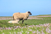 Saltmarsh sheep, ewe with lamb, Gower Peninsula, Glamorgan, South Wales, UK, June.