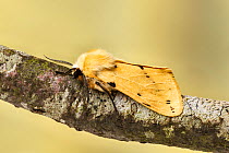 Buff ermine moth (Spilosoma lutea)  Catbrook, Monmouthshire, Wales, UK. June. Focus-stacked image.
