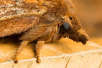 Drinker moth (Euthrix potatoria)  Monmouthshire, July. Focus-stacked image.