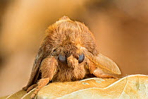 Drinker moth (Euthrix potatoria)  Monmouthshire, Wales, UK.July