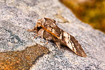 Lunar marbled brown moth (Drymonia ruficornis)  Monmouthshire, April. Focus-stacked image.