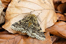 Brindled beauty moth (Lycia hirtaria)  Monmouthshire, Wales, UK, April. Focus-stacked image.