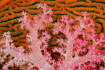 Alconarian coral (Alcyonacea) and Gorgonian coral (Gorgonaceae), Fiji.