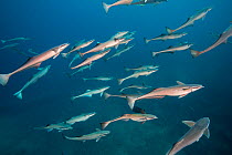 Remora  (Echeneis naucrates) free swimming shoal, Beqa Lagoon, Fiji