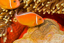 Common anemonefish (Amphiprion perideraion) with  eggs in Magnificent sea anemone (Heteractis magnifica) Yap, Micronesia.