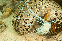 Sea cucumber (Bohadschia argus) which has ejected a part of its internal organs called Cuvierian tubules.  These significantly sticky strings are a defense mechanism designed to deter predators. Yap,...